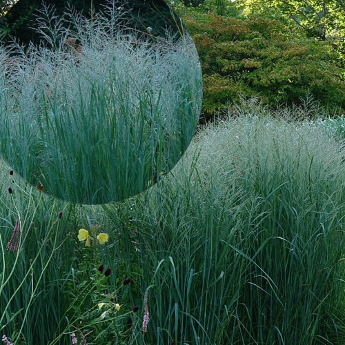 Panicum virgatum 'Straight Cloud' - Vitshirss Straight Cloud' P9/0,55L 
